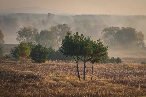 Poranek Naturalny Krajobraz Mgła Nad Drzewami Trawami — Zdjęcie stockowe