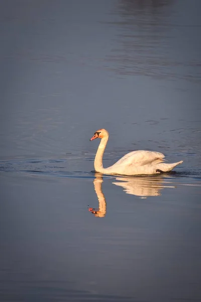 Tier Das Wasser Treibt Schwan Morgen Auf Dem See — Stockfoto