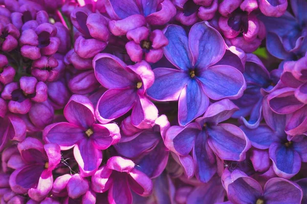 Hermosas Flores Primavera Violeta Flores Lila Concepto Fondo — Foto de Stock