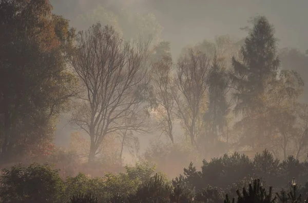 Sabah Doğal Manzarası Ağaçların Otların Üzerinde Sis — Stok fotoğraf