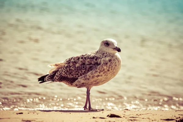 Schöne Natur Meer Möwe Sandstrand Meer — Stockfoto