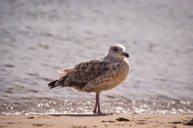 Güzel sahil doğası. Deniz kıyısındaki kumlu sahilde martı.