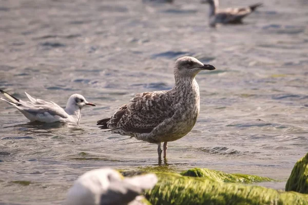 Prachtige Natuur Aan Zee Zeemeeuw Het Zandstrand Aan Zee — Stockfoto