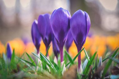 Güzel renkli çiçekli bir manzara. İlkbaharı karşılamak için mor timsahlar. Görüntü alan derinliği sığ.