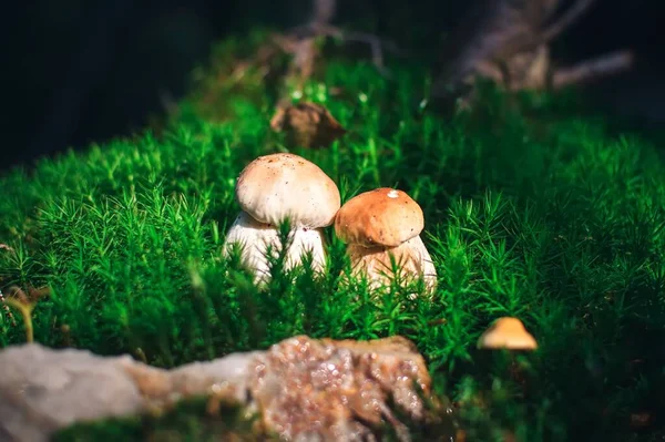 Beautiful Autumn Nature Two Mushrooms Green Forest — Stock Photo, Image