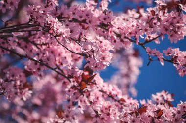 Güzel çiçek konsepti. Bahar baskısında pembe manolyalar. Sığ alan derinliğine sahip fotoğraf.