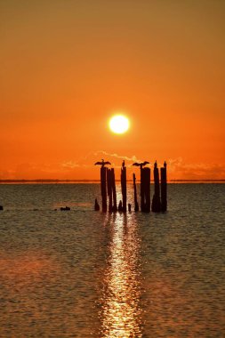Güzel bir deniz manzarası. Polonya sahilinde kuşlar ve arka planda sabah güneşi..