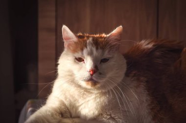 Güzel bir evcil hayvanın portresi. Sabah güneşi kediyi yaktı..