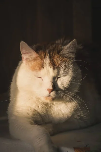 Porträt Eines Netten Haustiers Katze Wird Von Der Morgensonne Angezündet — Stockfoto