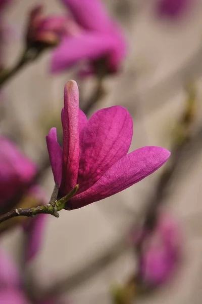 Belo Conceito Floral Magnolias Cor Rosa Numa Edição Primavera Foto — Fotografia de Stock