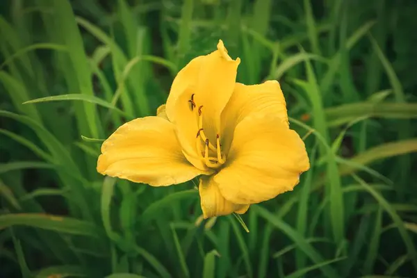 Fechar Uma Bela Flor Lírio Amarelo Com Gramíneas Verdes Fundo — Fotografia de Stock