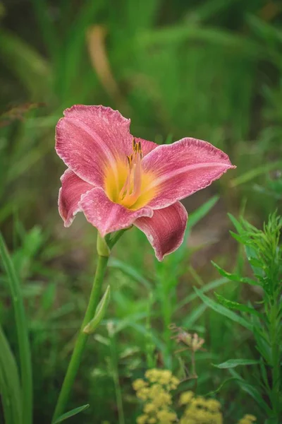 Fechar Uma Bela Flor Lily Com Gramíneas Verdes Fundo — Fotografia de Stock