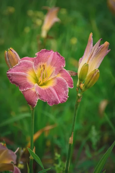 Крупный План Красивого Цветка Лили Зелеными Травами Заднем Плане — стоковое фото