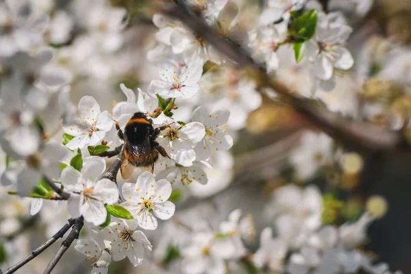 Beautiful Summer Natural Scene Bee Summer Flower Photo Shallow Depth — Stock Photo, Image