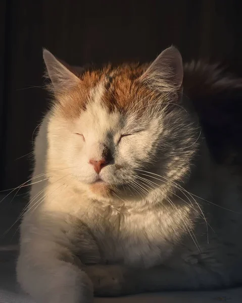 Portret Van Een Leuk Huisdier Kat Muilkorf Verlicht Door Ochtendzon — Stockfoto