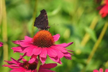 Güzel bir yaz çiçeği manzarası. Pembe bir çiçeğin üzerindeki bir kelebeğe yaklaş. Görüntü alan derinliği sığ.