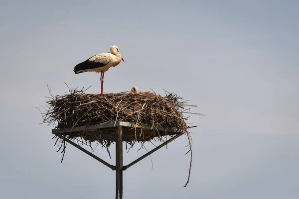 Early Spring Scene Storks Nest Blue Sky Background — Stock Photo, Image