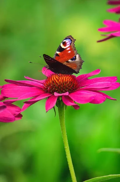 美丽的夏季花卉风景 在粉红的花朵上紧紧地抱抱着蝴蝶 地面浅层的照片 — 图库照片