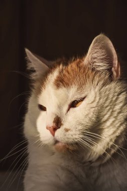 Güzel bir evcil hayvanın portresi. Sabah güneşi kediyi yaktı..