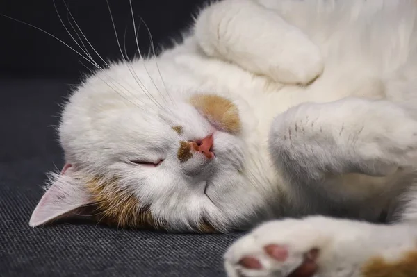 Porträtt Ett Trevligt Husdjur Sömnig Katt Ett Varmt Hus — Stockfoto