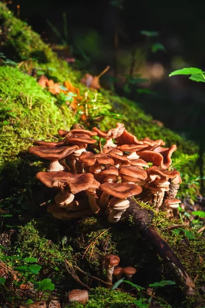 Beautiful Forest Scene Mushrooms Green Scenery Lit Sun — Stock Photo, Image