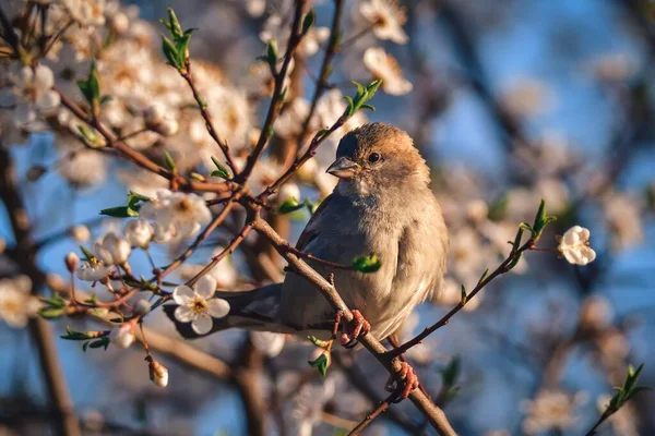 Voorjaar Fauna Flora Gemeenschappelijke Mus Boomtakken — Stockfoto