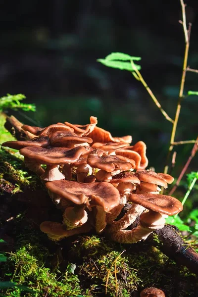Beautiful Forest Scene Mushrooms Green Scenery Lit Sun — Stock Photo, Image