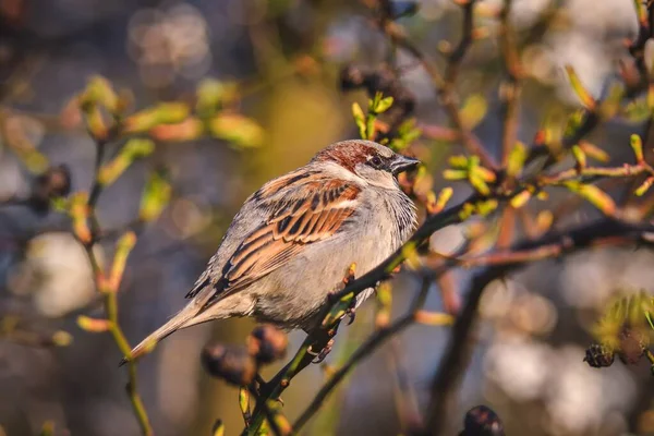 Voorjaar Fauna Flora Gemeenschappelijke Mus Boomtakken — Stockfoto