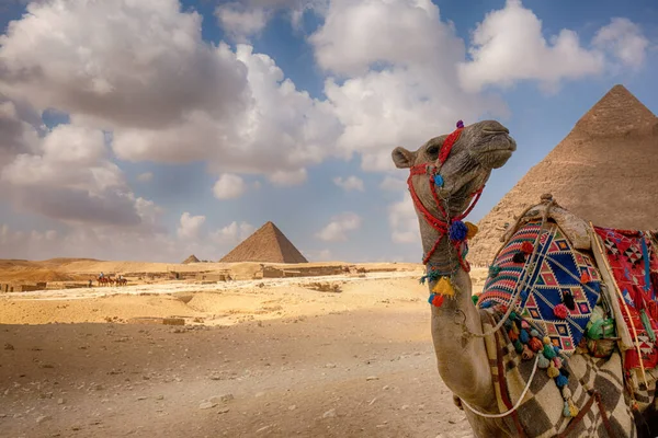 Camello Frente Las Pirámides Egipto Cairo —  Fotos de Stock