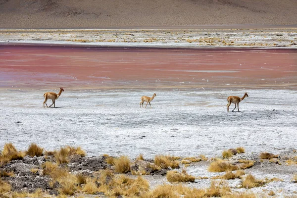 Colorado Lagoon, Salt Lake, Bolivya 'da bir grup alpaka.