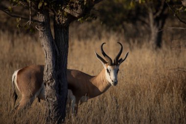 Etosha Ulusal Parkı 'ndaki vahşi Afrika hayvanları. Namibya