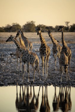 Bir grup zürafa Namibya 'daki Etosha Ulusal Parkı' ndaki bir su birikintisine geldi.