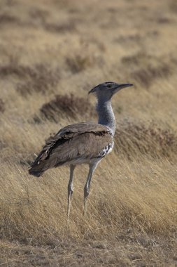 Kori Bustard Afrika Kuşu, Etosha Milli Parkı, Namibya, Afrika