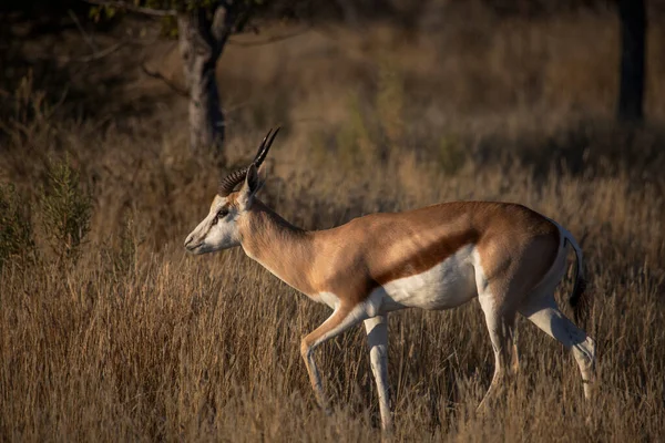 Etosha Ulusal Parkı 'ndaki vahşi Afrika hayvanları. Namibya