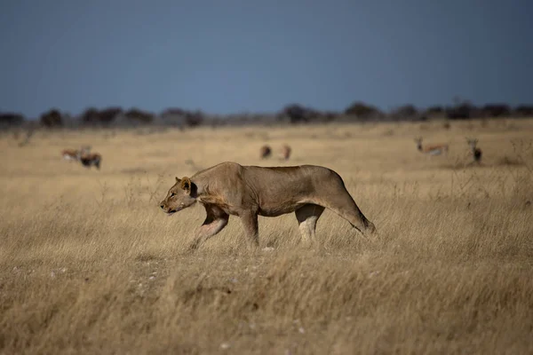 Young lion resting in Etosha national park, Namibia.