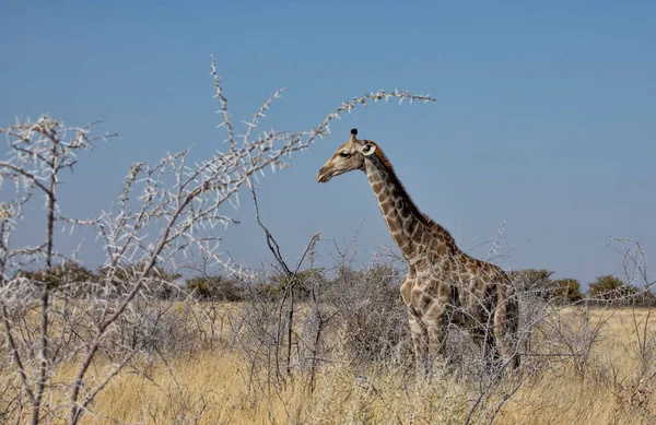 Girafa Parque Nacional Etosha Namibia — Fotografia de Stock