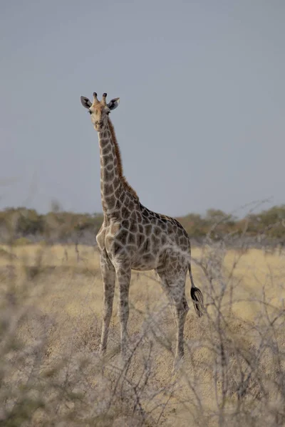 Girafe Dans Parc National Etosha Namibie — Photo