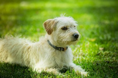 Beyaz Jack Russel Teriyer, en iyi arkadaş güneşli bir günde çimlerin üzerinde yatıyor..