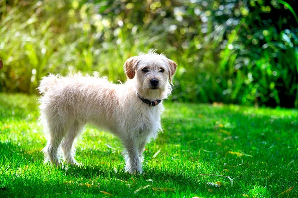 White Jack Russell Terrier Full Growth Nature Background Sunny Day — Stock Photo, Image