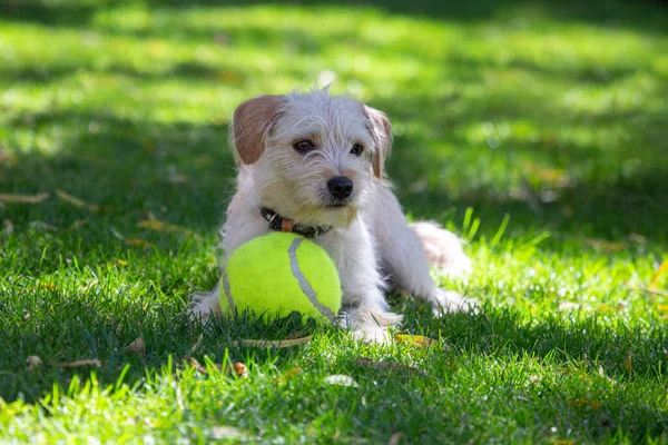 Tenis topuyla oynayan neşeli köpek yavrusu..