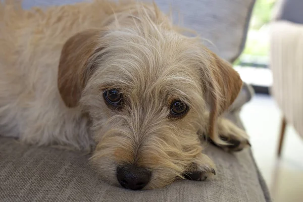Yalnız, üzgün, evsiz bir köpek sahibini bekliyor..