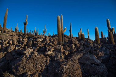 Bolivya, Solar de Uyuni 'deki Incahuasi Adası' nda büyük bir kaktüs..
