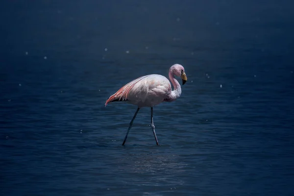 Pembe flamingolar Colorada, Altiplano, Bolivya 'da kapanıyor.