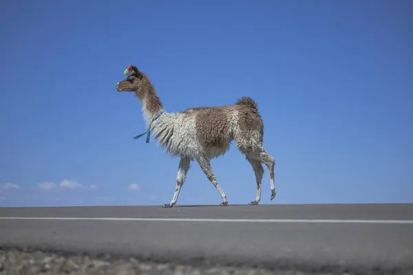 Bolivya Nın Vahşi Doğasında Bir Lama Yol Boyunca Yürüyor — Stok fotoğraf