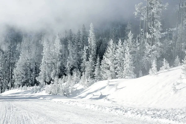 Yellowstone Ulusal Parkı Ndaki Güzel Kış Manzarası Kış Ağaçlarıyla Noel — Stok fotoğraf