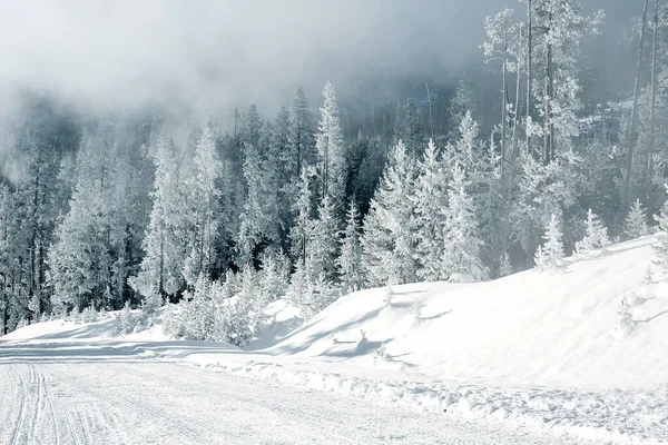 Yellowstone Ulusal Parkı 'ndaki güzel kış manzarası. Kış ağaçlarıyla Noel ve yeni yıl arkaplanı.