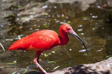 Kızıl aynak göl kıyısında yürüyor.