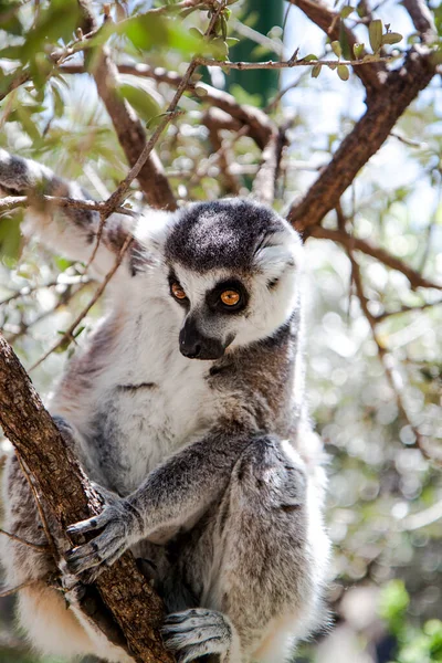 Lemur vahşi doğadaki tehlikelere bakıyor.