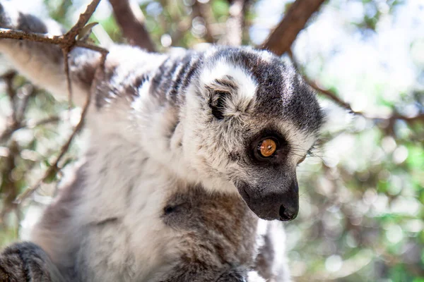Lemur vahşi doğada yakın plan.