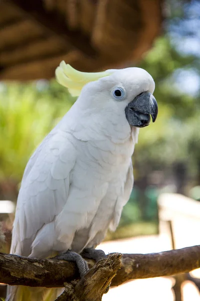 White Cockatoo Zoo — Stock Photo, Image